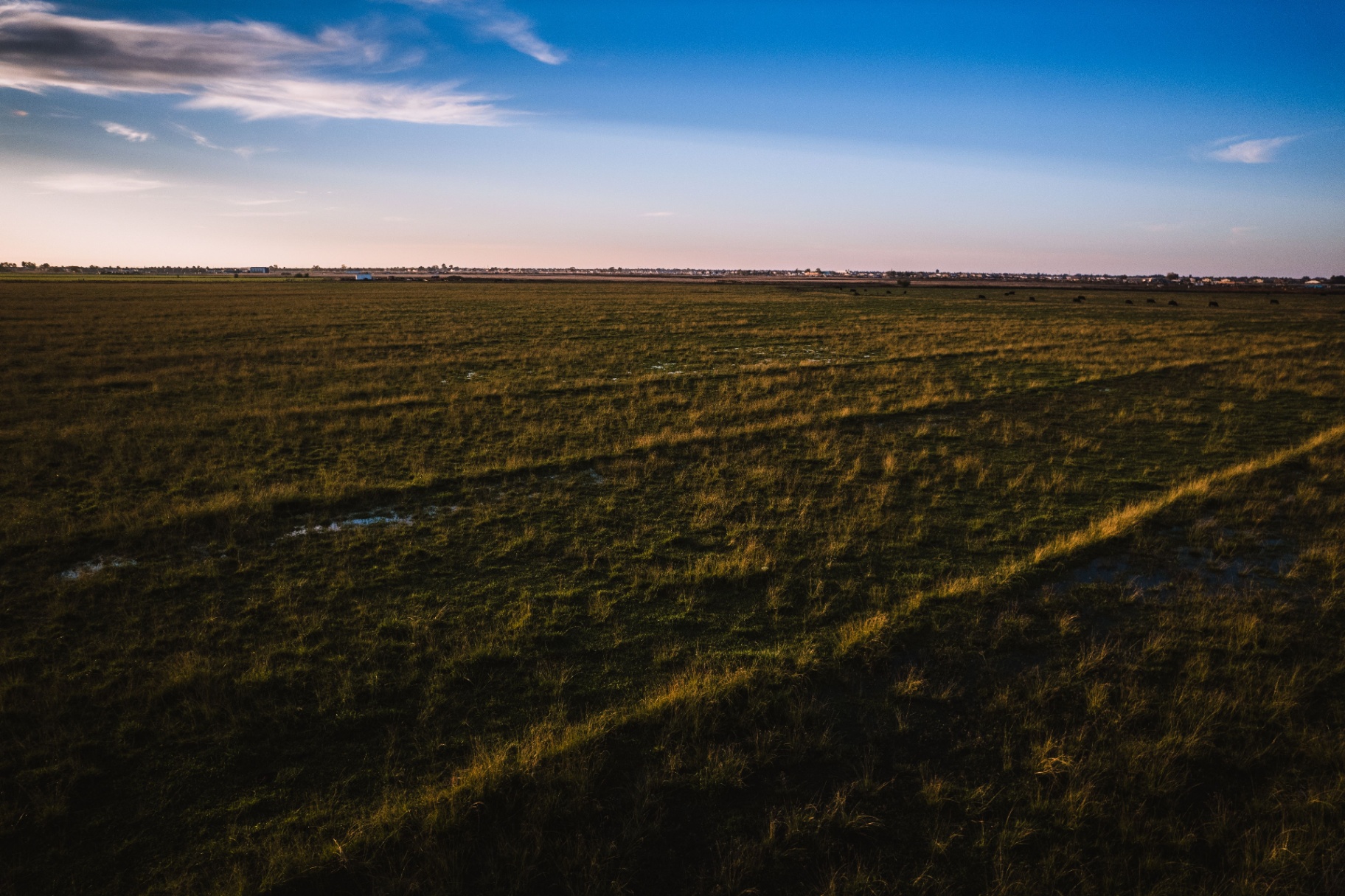 Open pasture at sunset with distant cattle