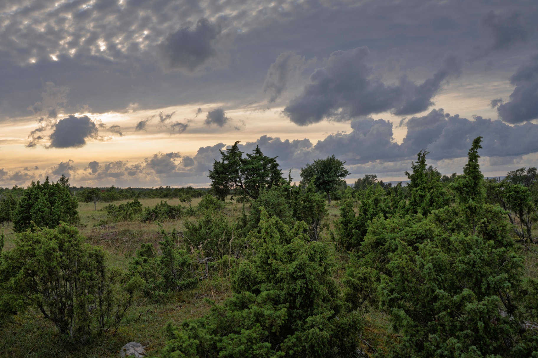 Juniper meadow under moody sky