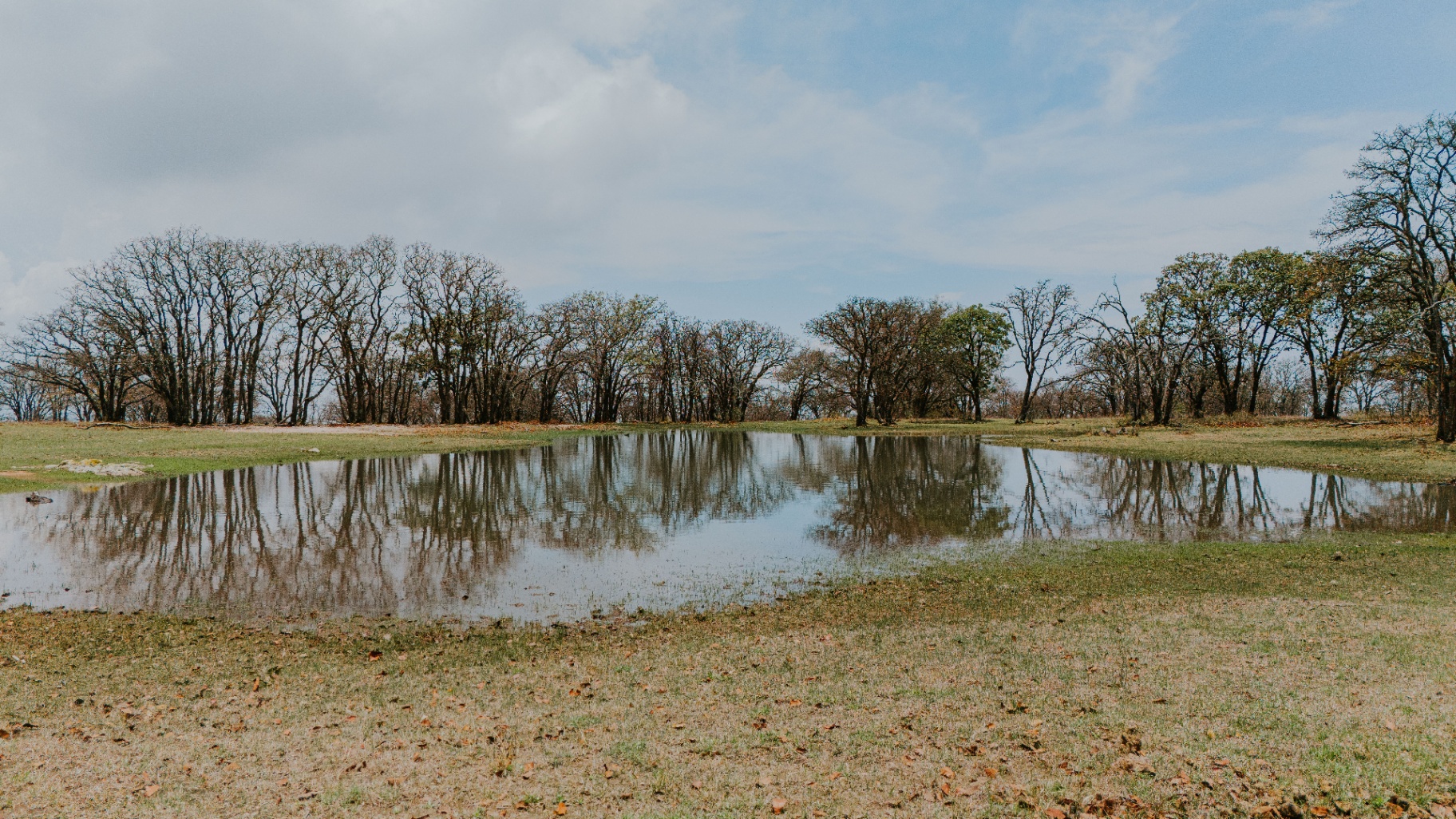 Ranch pond with tree reflections